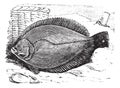 Plaice or Flounder frank vintage engraving