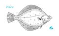 Plaice hand-drawn illustration Royalty Free Stock Photo