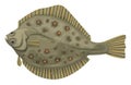 Plaice Royalty Free Stock Photo