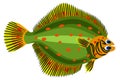 Plaice. Vector bright isolated illustration. Flounder.