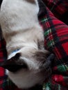 Plaid Siamese Sleeper