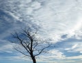 Plain autumn-winter landscape in the morning. Bare single isolated tree against a cloudy sky. Royalty Free Stock Photo