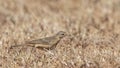 Plain-backed Pipit in Field