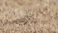 Plain-backed Pipit in Arid Field