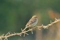 Plain-backed Sparrow (Female) Royalty Free Stock Photo