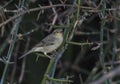 Plain-backed Sparrow