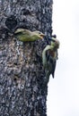 Plain-backed Sparrow - nest