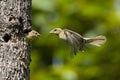 Plain-backed Sparrow - Passer flaveolus.