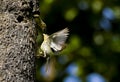 Plain-backed Sparrow - Passer flaveolus.