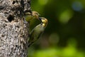 Plain-backed Sparrow - Passer flaveolus.