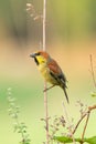 Plain-backed sparrow perching on a grass stalk