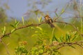 Plain backed Sparrow standing on branch