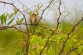 Plain backed Sparrow standing on branch