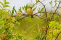 Plain backed Sparrow standing on branch