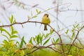 Plain backed Sparrow standing on branch