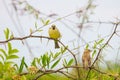 Plain backed Sparrow standing on branch