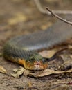 Plain-bellied Water Snake Face