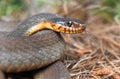 Plain Bellied Water Snake flicking forked tongue