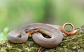 Plain Bellied Water Snake coiled on a log Georgia USA Royalty Free Stock Photo