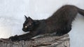 Plain black funny kitten stretch oneself on a log on a blurred background, selective focus