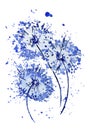 Plain blue dandelions