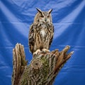 A plain blue fabric emphasizing the owl and the natural wood Royalty Free Stock Photo