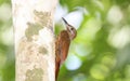 Plain-brown Woodcreeper Dendrocincla fuliginosa Royalty Free Stock Photo