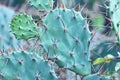 Plain Cactus Green Needles Plant Natural Background