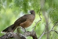 Plain Chachalaca Royalty Free Stock Photo