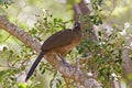 Plain Chachalaca, Ortalis vetula, perched Royalty Free Stock Photo