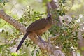 Plain Chachalaca, Ortalis vetula, perched Royalty Free Stock Photo