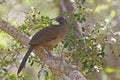 Plain Chachalaca, Ortalis vetula, perched in tree Royalty Free Stock Photo