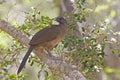 Plain Chachalaca, Ortalis vetula, perched in tree Royalty Free Stock Photo
