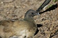 Plain chachalaca Ortalis vetula Royalty Free Stock Photo