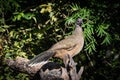 Plain Chachalaca resting its large body on a log Royalty Free Stock Photo