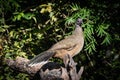 Plain Chachalaca resting its large body on a log