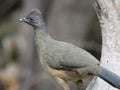 Plain Chachalaca in South Texas Royalty Free Stock Photo