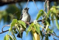 Plain-colored Tanager Tangara inornata, Panama Royalty Free Stock Photo