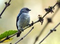 Plain-colored Tanager Tangara inornata, Panama Royalty Free Stock Photo