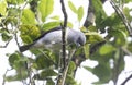 Plain-colored Tanager Tangara inornata Royalty Free Stock Photo