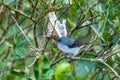 Plain-colored tanager (Tangara inornata), Rionegro, Antioquia department, Wildlife and birdwatching in Colombia. Royalty Free Stock Photo
