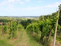 plain and the cultivation of vineyards for wine production