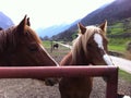 Horses at a farm in Semione, Switzerland.