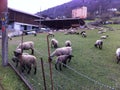 Sheep at a farm in Semione, Switzerland.