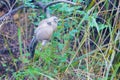 Plain Laughingthrush