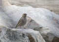 Plain Mountain Finch Leucosticte nemoricola Royalty Free Stock Photo