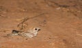 Plain Nightjar on ground Royalty Free Stock Photo