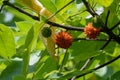 Plain paper mulberry tree may be an important evidence for the South Island language `going out of Taiwan`