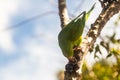 A Common Parakeet (Brotogeris tirica). Royalty Free Stock Photo