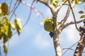 A Common Parakeet (Brotogeris tirica). Royalty Free Stock Photo